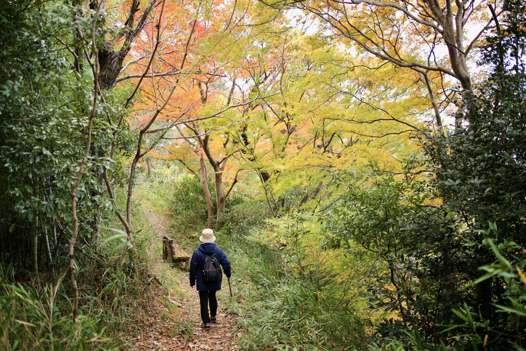 紅葉の木々