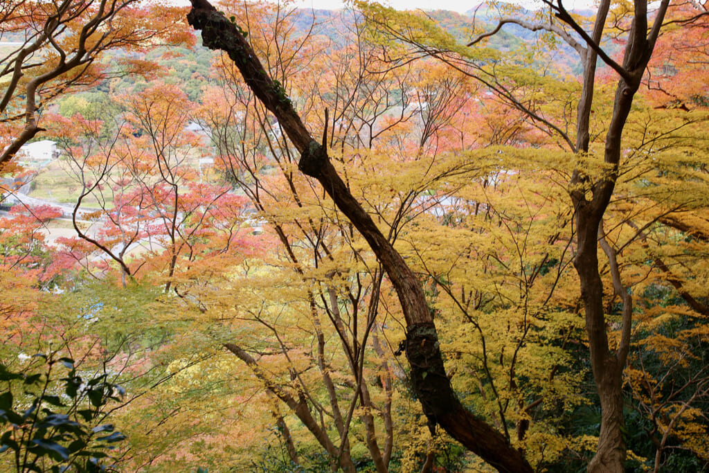 視界いっぱいの紅葉