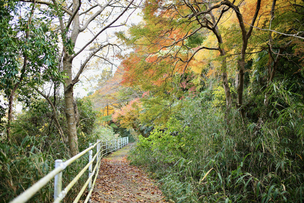 紅葉の遊歩道