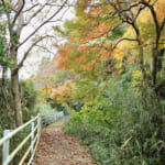 【画像】八十八カ所巡礼の途上で国宝の眺望も！　紅葉彩る根來寺参拝と「五百仏山」遊歩道ハイキングコースを歩く 〜 画像1