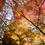 【画像】紅葉彩る絶景散策！　春は桜の名所としても知られる和歌山県最大級のため池「亀池公園」を歩く 〜 画像1