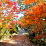 【画像】紅葉彩る絶景散策！　春は桜の名所としても知られる和歌山県最大級のため池「亀池公園」を歩く 〜 画像1