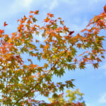 【画像】紅葉彩る絶景散策！　春は桜の名所としても知られる和歌山県最大級のため池「亀池公園」を歩く 〜 画像1