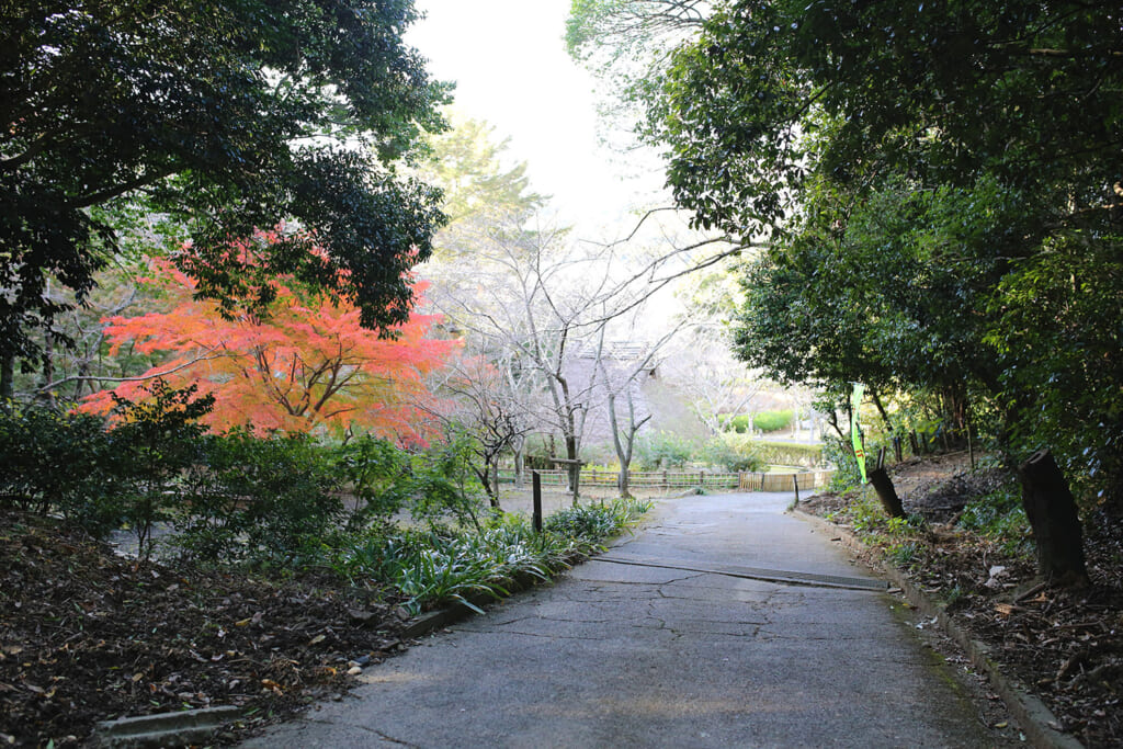 紅葉が見える斜面