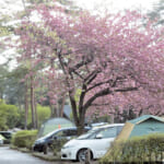 栃木県那須塩原市の那須野が原公園オートキャンプ場