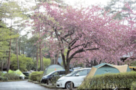 栃木県那須塩原市の那須野が原公園オートキャンプ場