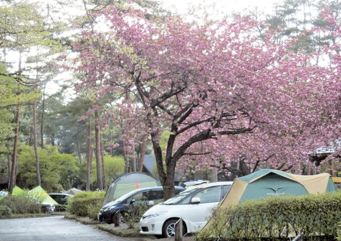 栃木県那須塩原市の那須野が原公園オートキャンプ場