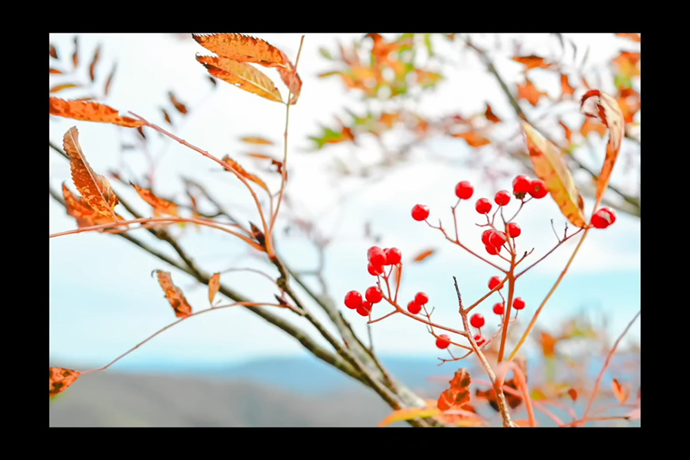 Nikon Zfcカメラで撮影した紅葉