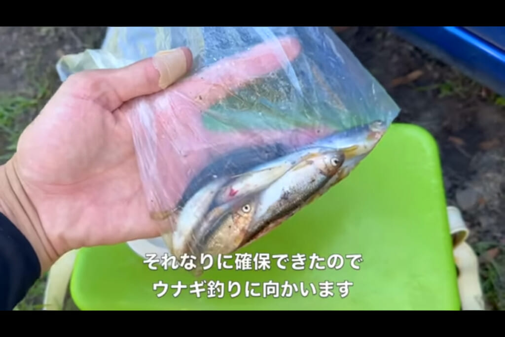 うなぎ釣りの餌となるカワムツ