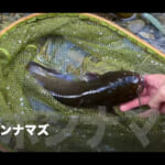 【画像】自作の釣り竿で釣れるのか？　「うなぎを釣って、食べたい」釣り系YouTuberが挑む「夏の清流紀行」に密着してみた 〜 画像1