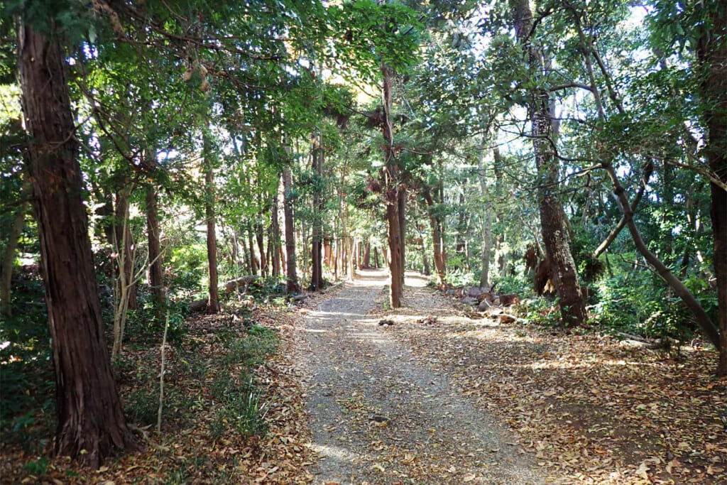 高麗山の縦走路