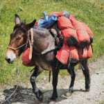 【画像】100kg超えの荷物を運ぶことも！　登山愛好家からリスペストされる職業「歩荷」の仕事とは 〜 画像1