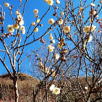 【画像】観梅低山ハイキングを湯河原で！　咲きはじめの湯河原梅林から幕山〜南郷山の縦走を歩く 〜 画像1