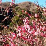 【画像】観梅低山ハイキングを湯河原で！　咲きはじめの湯河原梅林から幕山〜南郷山の縦走を歩く 〜 画像1