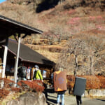 【画像】観梅低山ハイキングを湯河原で！　咲きはじめの湯河原梅林から幕山〜南郷山の縦走を歩く 〜 画像1