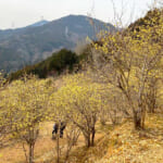 【画像】富士山を望む丹沢・鍋割山で「ロウバイまつり」と「鍋焼きうどん」！　美味とスイートな芳香と彩りに魅せられる王道ハイク 〜 画像1