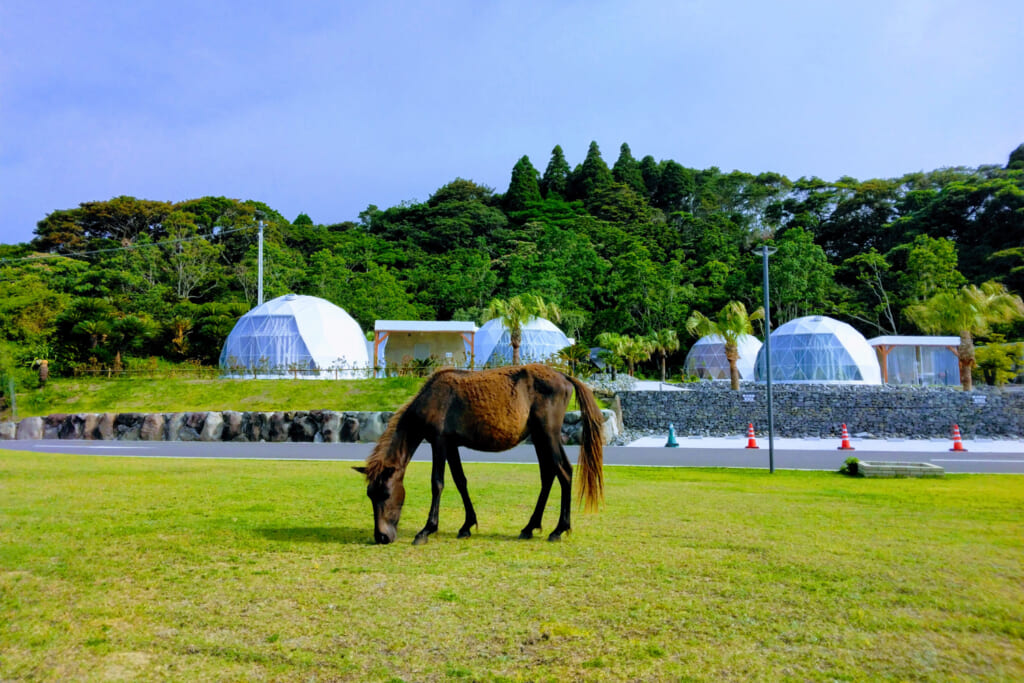 TOIGLAM SOLASITAの前で草を食む御崎馬