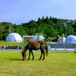 TOIGLAM SOLASITAの前で草を食む御崎馬