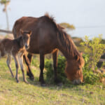 【画像】目の前に大自然が広がる！　野生馬が暮らす岬で過ごす極上のグランピング体験【観光編】 〜 画像1