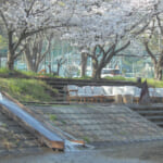 【画像】桜を愛でながら“サ活”なんてサイコー！　埼玉県ときがわ町の「COMORIVER」で「お花見サウナフェス」開催 〜 画像1