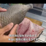 【画像】見るからにヤバい「凶悪魚」がかかった!?　「ゴマモンガラ」を釣ってみたら想像を裏切る美味に視聴者も大興奮 〜 画像1