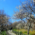 【画像】初春の三浦アルプスで梅の花鑑賞！　山行と観梅のダブルを満喫する“ゆるり”ハイクを堪能 〜 画像1