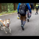 【画像】愛猫＆愛犬と全国を巡る車中泊旅！　ワンコが沢登りで全開放したヤバすぎる運動神経に視聴者みな驚きの嵐 〜 画像1